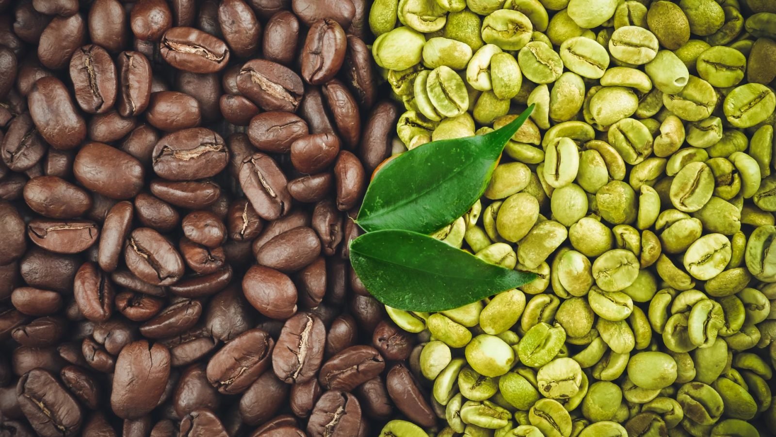 Choosing the Best Green Coffee Beans Wholesale for Your Cafe