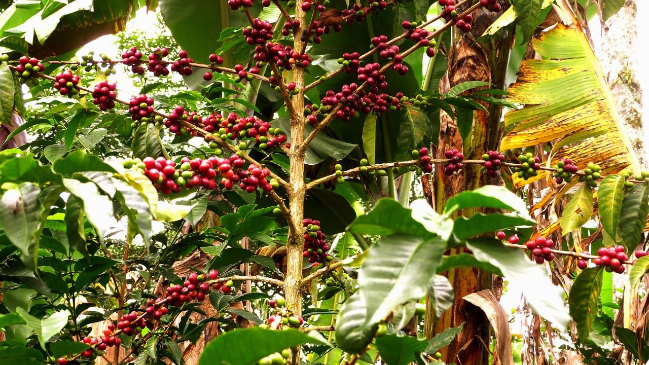growing a coffee plant