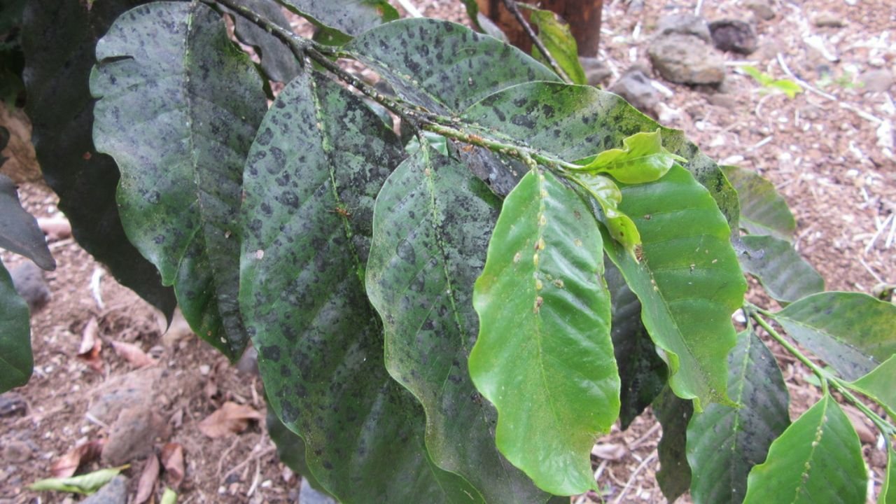 5 Types Common Coffee Plant Diseases, Read! Before Too Late!