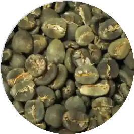 Toraja Grade 2