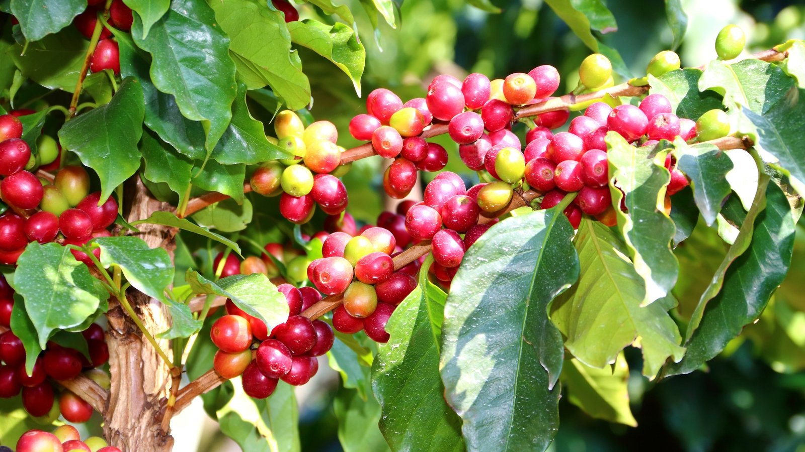 Best Climate to Grow Coffee