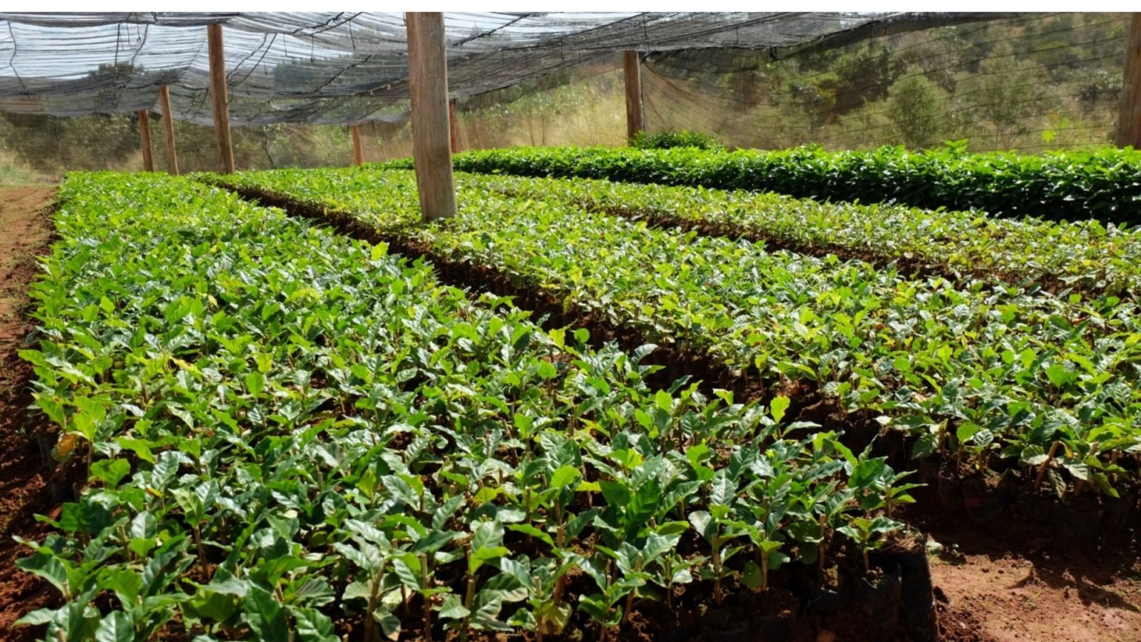 Exploring the Regions Where Coffee Beans Grow Best FnB Tech Indonesia