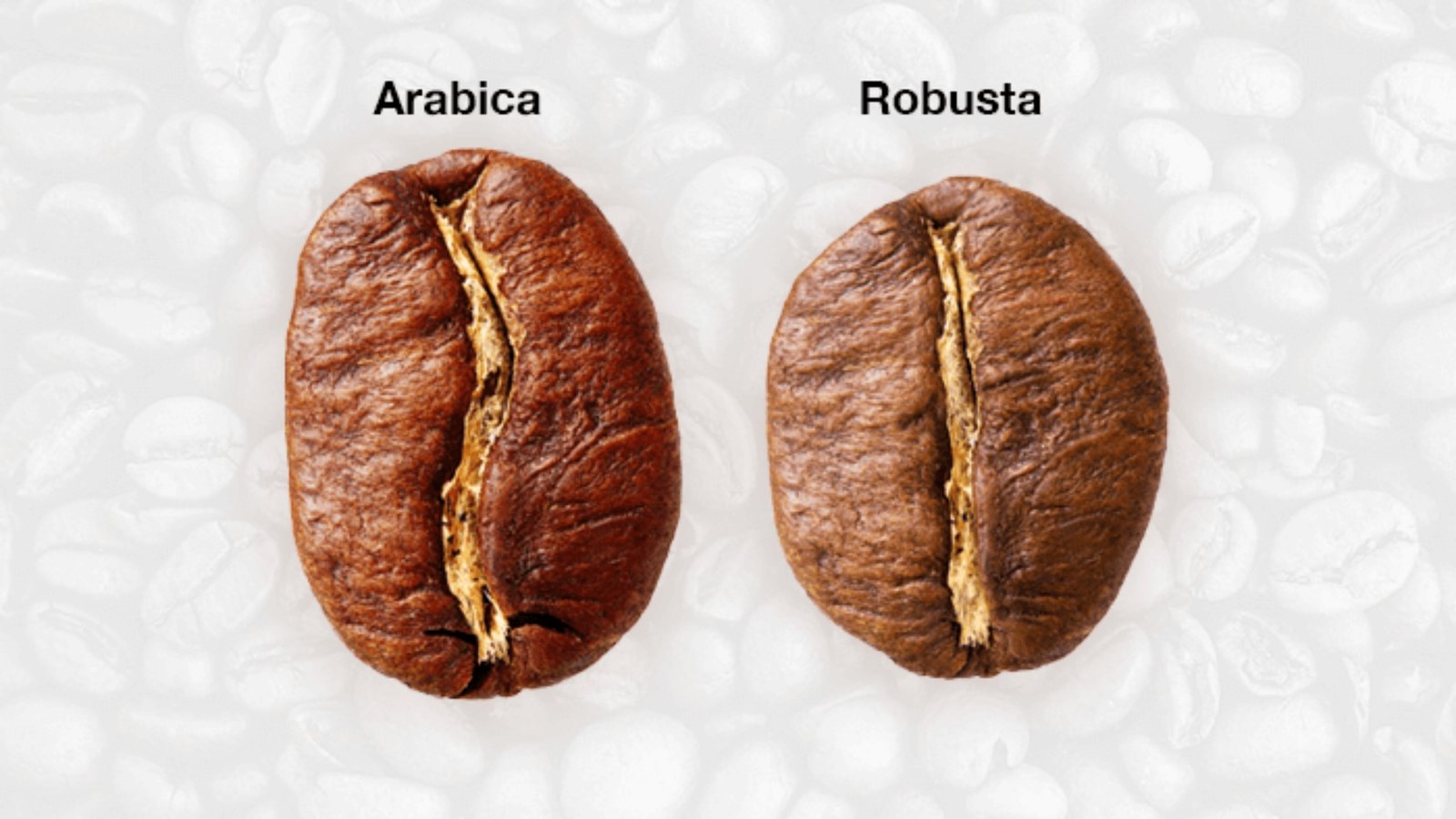 Robusta Coffee or Arabica Coffee, Which is Best?