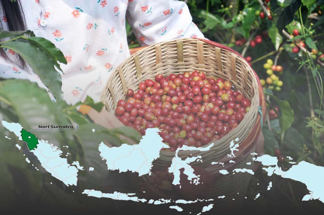 indonesian coffee beans