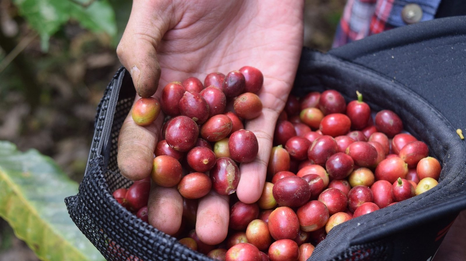 which-country-drinks-the-most-coffee-exploring-the-global-caffeine