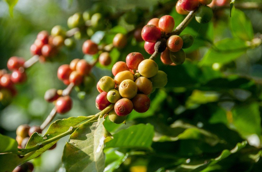Indonesia Specialty Coffee