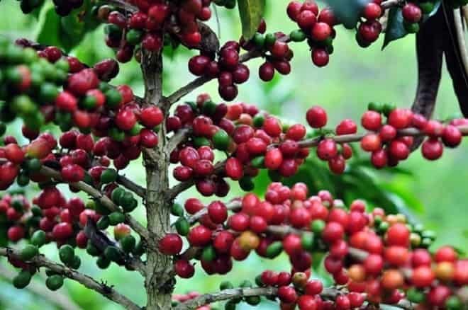 Bulk Coffee Suppliers in Indonesia